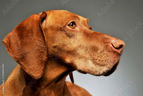 Wallpaper Mural Portrait of a lovely magyar vizsla Torontodigital.ca