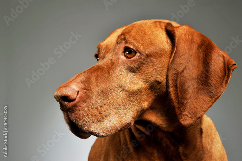 Wallpaper Mural Portrait of a lovely magyar vizsla Torontodigital.ca