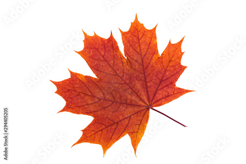 maple leaf isolated on white. orange, red autumn leaves. Top view. High resolution photo. Macro image of herbarium.