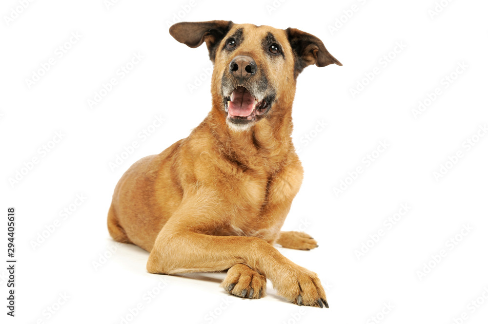 Obraz premium Studio shot of an adorable mixed breed dog