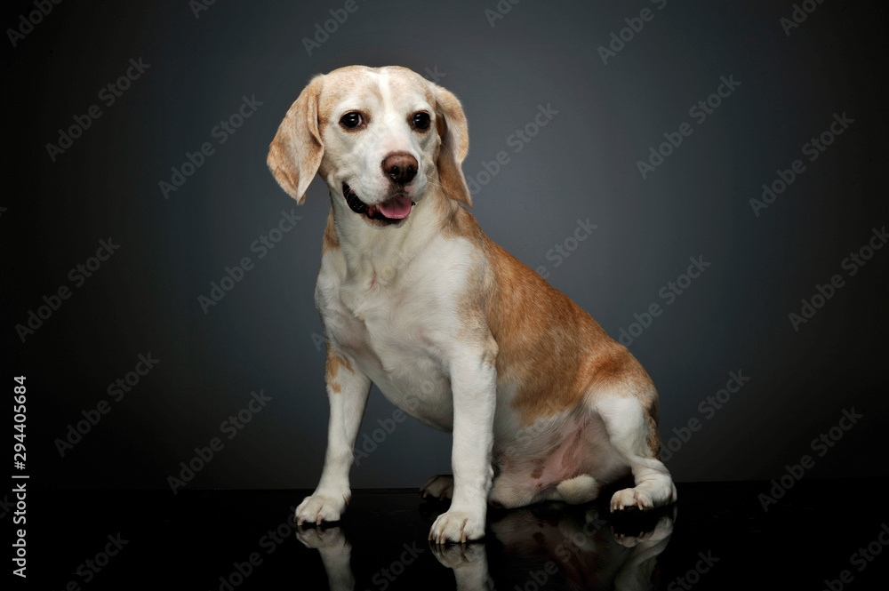 Studio shot of an adorable beagle