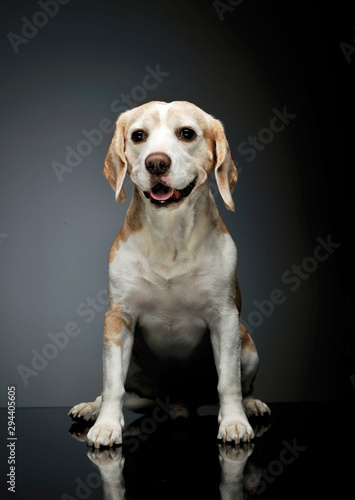 Studio shot of an adorable beagle © kisscsanad