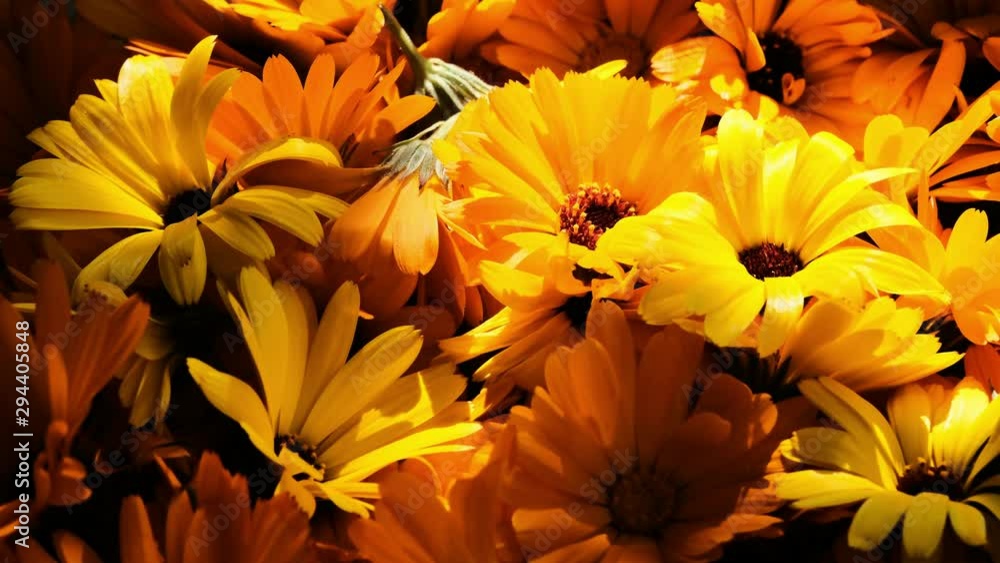 A large number of calendula flowers close-up. rapidly changing light and shadow due to a moving cloud crawling small insect on a petal A large number of calendula flowers close-up. rapidly changing light and shadow due to a moving cloud crawling small insect on a petal