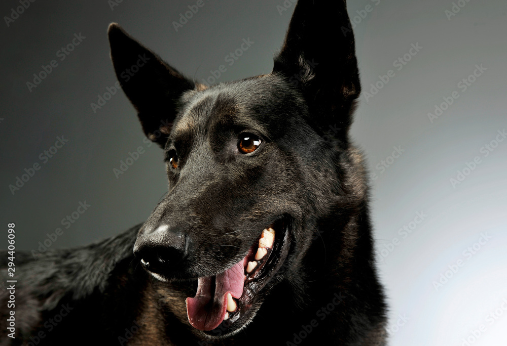 Portrait of an adorable german shepherd Portrait of an adorable german shepherd
