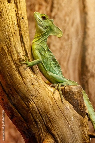 beautiful green lizard on a branch