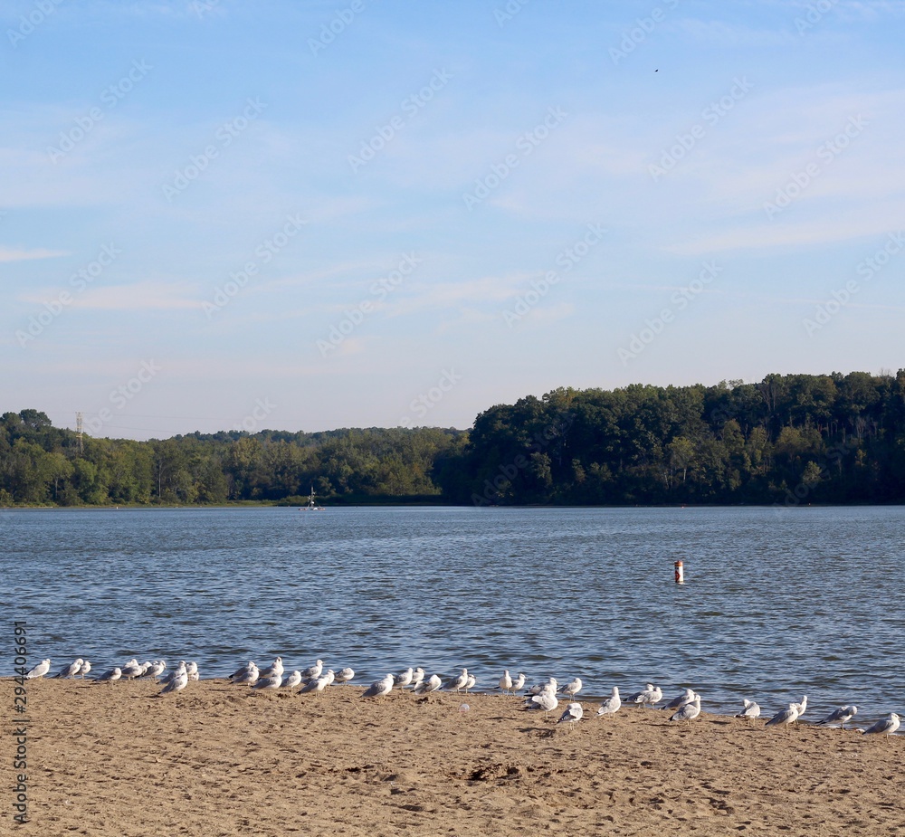 The gulls on the beach at the lake in the park.