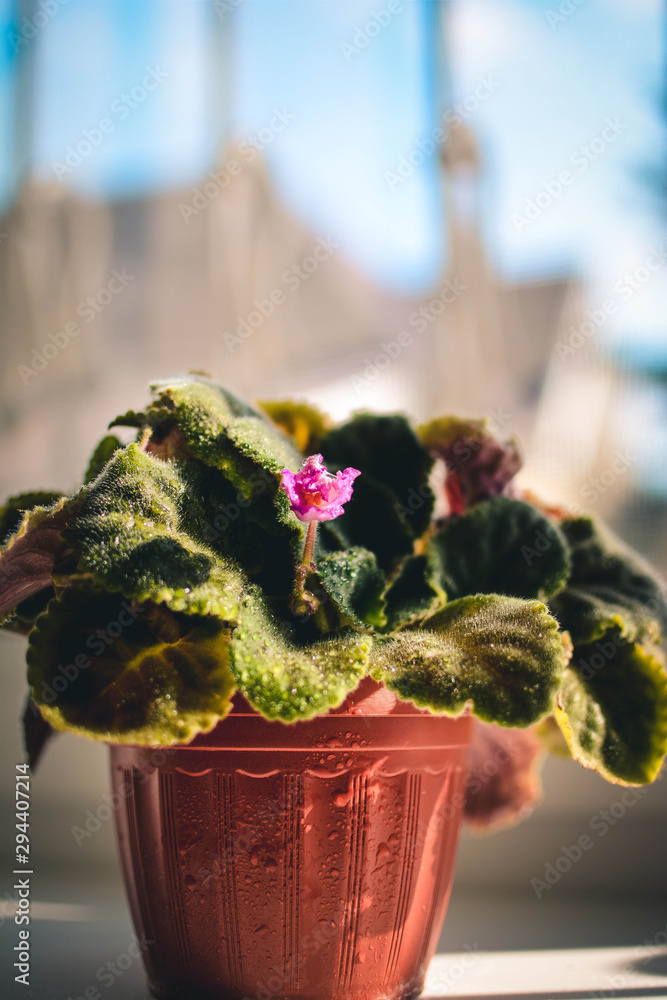 flowers in pot