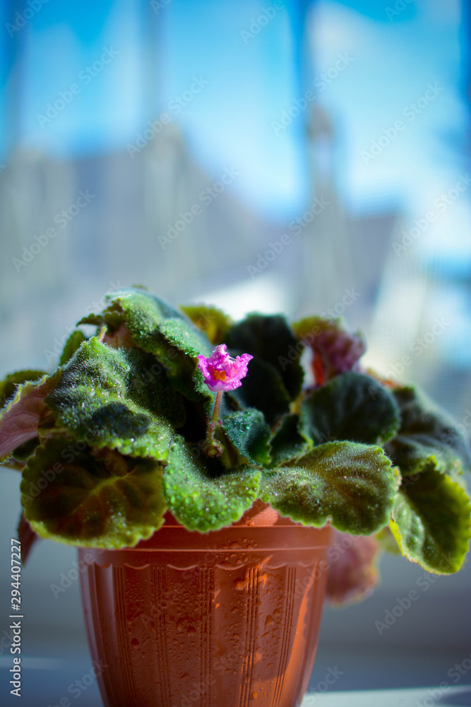 colorful flowers in pots