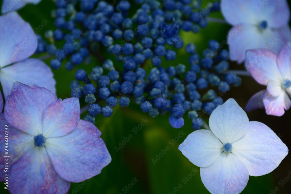 Flowers of hydrangea bloom in rainy season of Japan. Flowers of hydrangea bloom in rainy season of Japan.