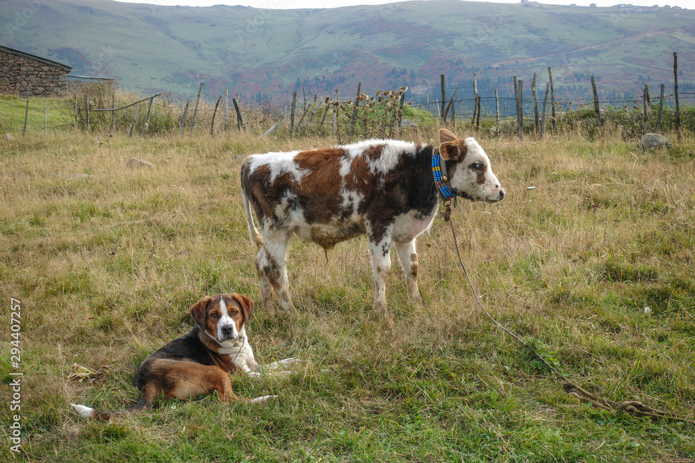 Little sheepdog and little cow.