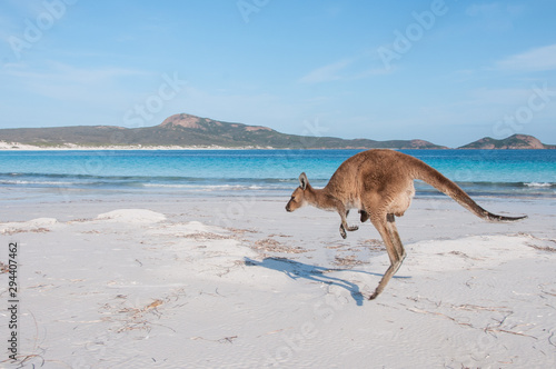 Känguru mit Jungem hüpft an australischen Strand