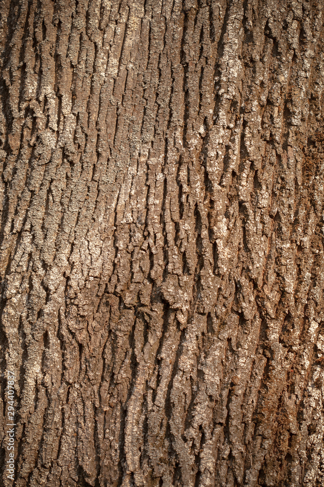 Tree bark texture. Background Tree bark texture. Background