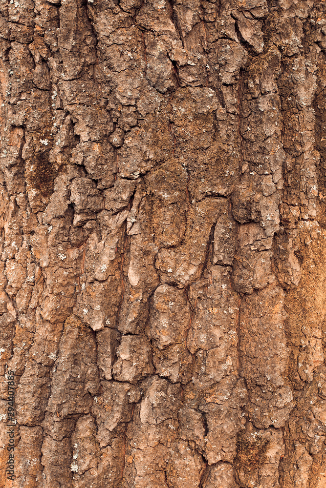 Tree bark texture. Warm colors Tree bark texture. Warm colors
