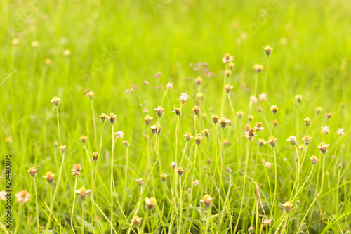 Coat buttons flower in the green fields.
