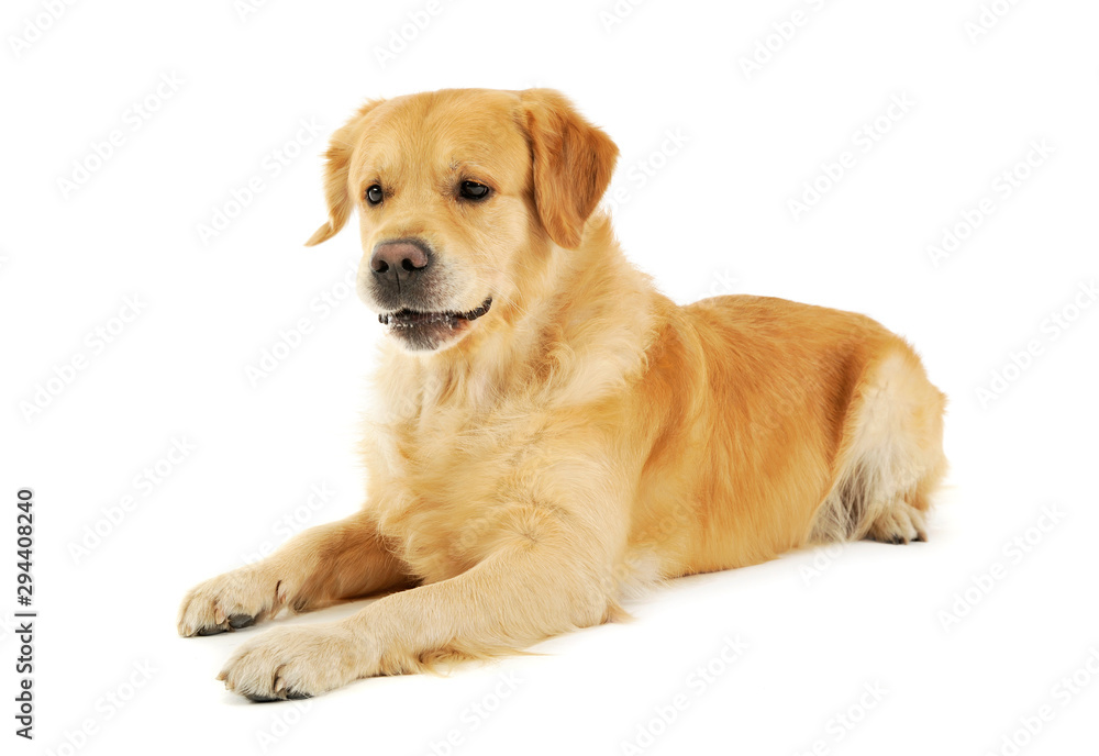 Studio shot of an adorable labrador retriever Studio shot of an adorable labrador retriever