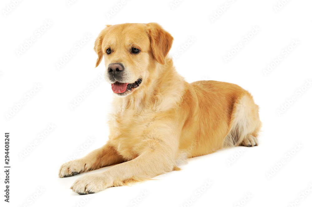 Studio shot of an adorable labrador retriever Studio shot of an adorable labrador retriever