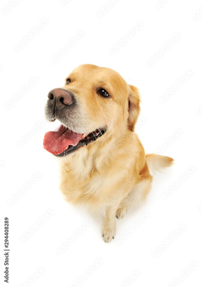 Studio shot of an adorable labrador retriever Studio shot of an adorable labrador retriever