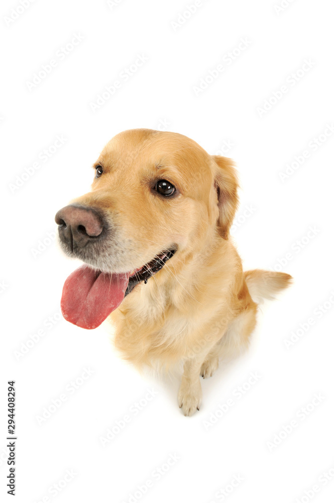 Studio shot of an adorable labrador retriever Studio shot of an adorable labrador retriever