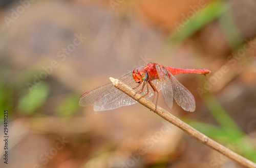 Red Coloured Dragonfly sitting on a Twig near Mumbai,Maharashtra,India © amit