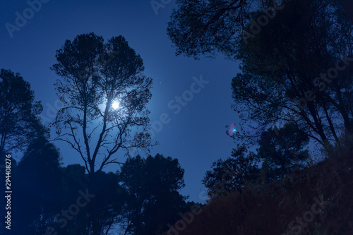 Moonlight behind a tall tree