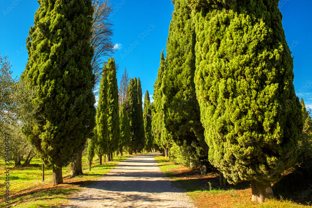 View of a path in the middle of the countryside. On the sides of the road there are pines.