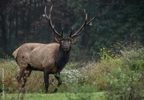 Bull Elk in Pennsylvania  © Harry Collins