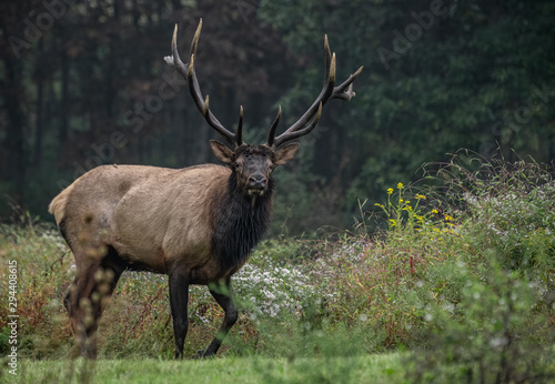 Bull Elk in Pennsylvania 