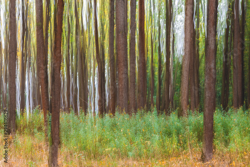 Abstract forest blurred motion background, grass and tree trunk