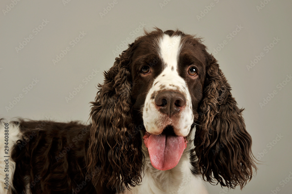 Portrait of an adorable English Cocker Spaniel Portrait of an adorable English Cocker Spaniel