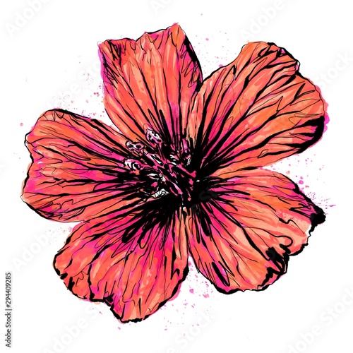Photography Anthophyta 059b - Hand painted cranesbill geranium flower illustration