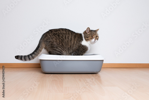 side view of a tabby british shorthair cat using a cat  litter box in front of white wall with copy space
