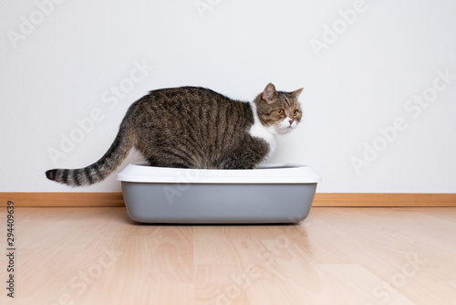 side view of a tabby british shorthair cat using a cat litter box in front of white wall with copy space