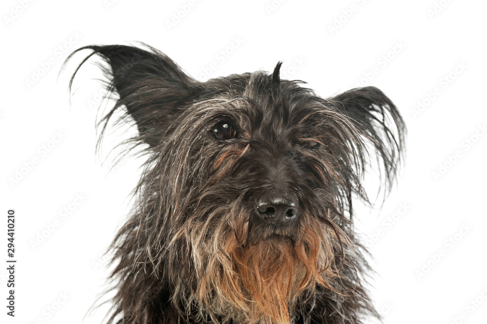 Portrait of an adorable mixed breed dog