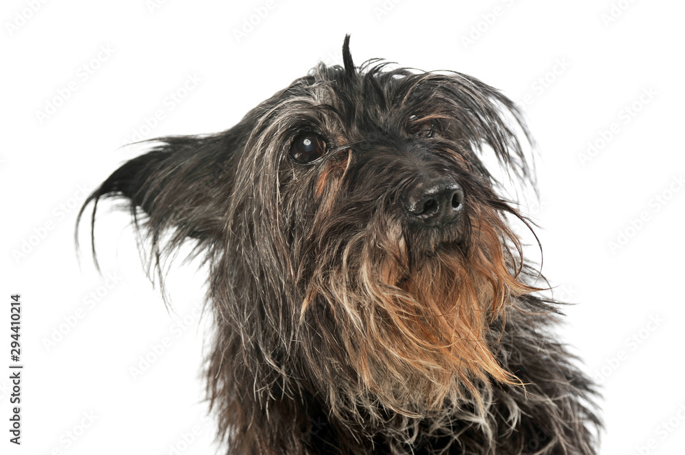 Portrait of an adorable mixed breed dog Portrait of an adorable mixed breed dog