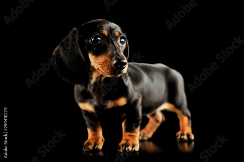 Studio shot of an adorable Dachshund puppy