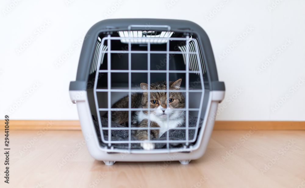 tabby british shorthair cat resting in closed pet carrier indoors in front  of white wall looking out foto de Stock | Adobe Stock