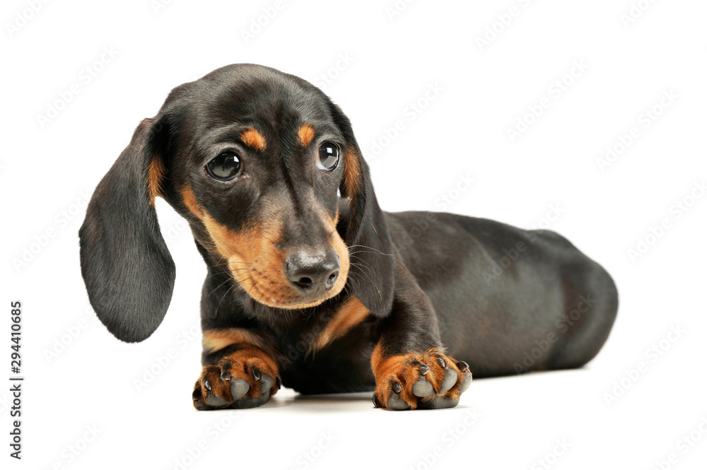 Studio shot of an adorable Dachshund puppy