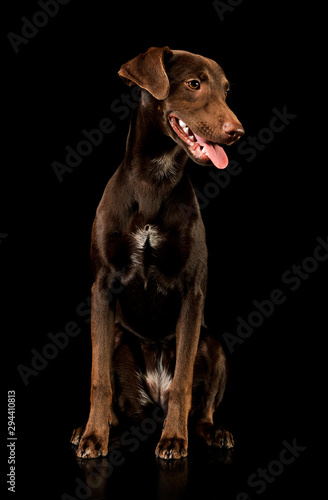 Studio shot of an adorable mixed breed puppy