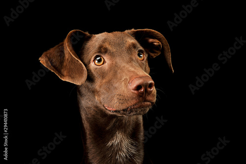 Portrait of an adorbale mixed breed puppy © kisscsanad