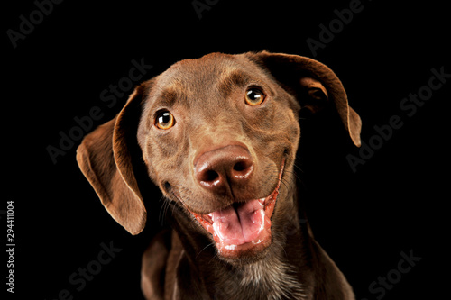Wallpaper Mural Portrait of an adorbale mixed breed puppy Torontodigital.ca