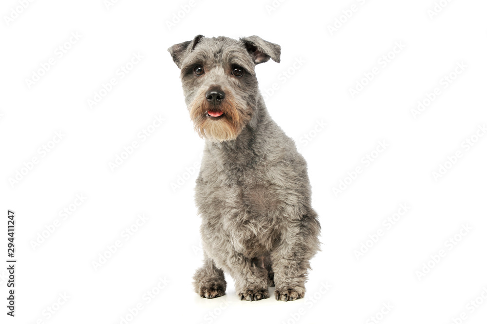 Studio shot of an adorable mixed breed dog