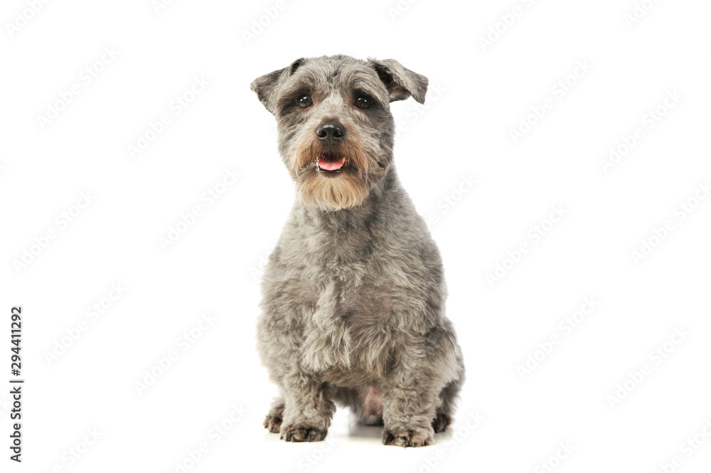 Studio shot of an adorable mixed breed dog Studio shot of an adorable mixed breed dog