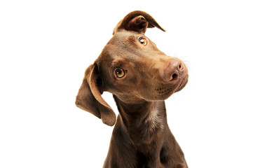 Portrait of an adorbale mixed breed puppy