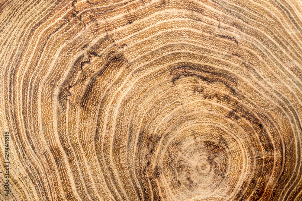 Naklejka premium circular old wood slice ring Acacia stump