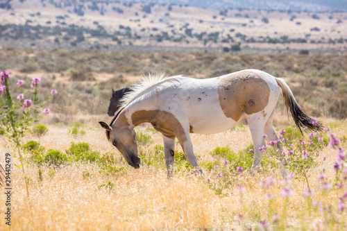 Wild Horses