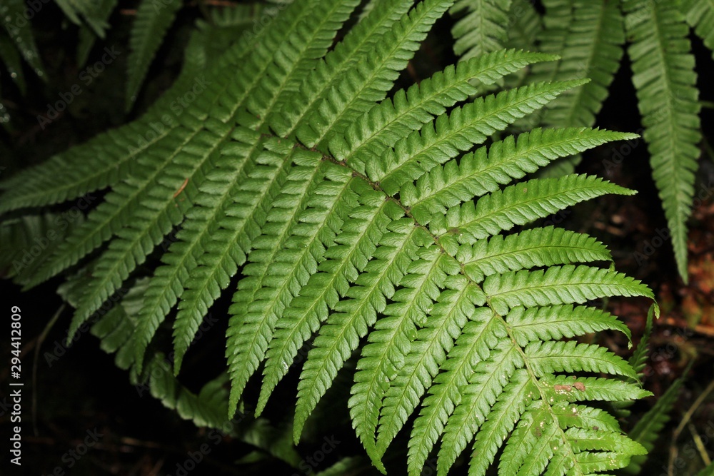 Fototapeta premium Green fern plant