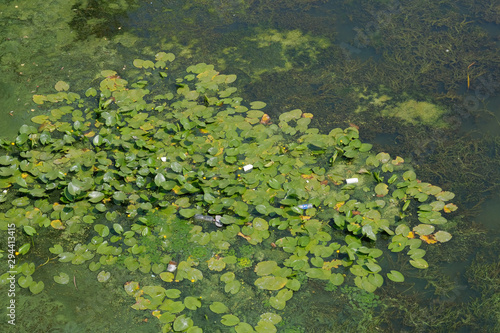 Garbage and plastic bottles in the river on green algae.