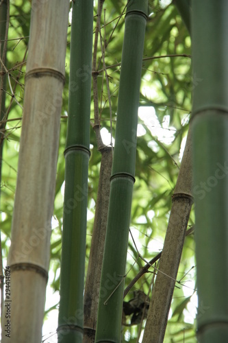 Bamboo up close