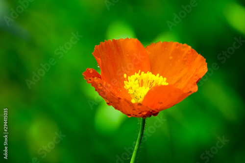 Red flower with yellow pistil on a green background. Red flower is a Copper Mallow Flower, also called Cowboy's Delight or Sphaeralcea coccinea.