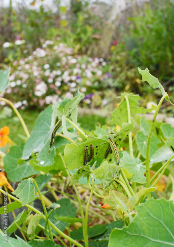 Many cabbage white caterpillars feeding on foliage